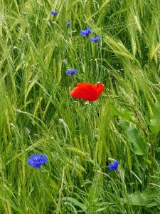 Sommer