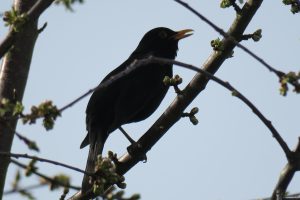 Garten-Gast